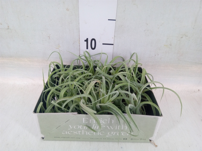 <h4>Tillandsia</h4>