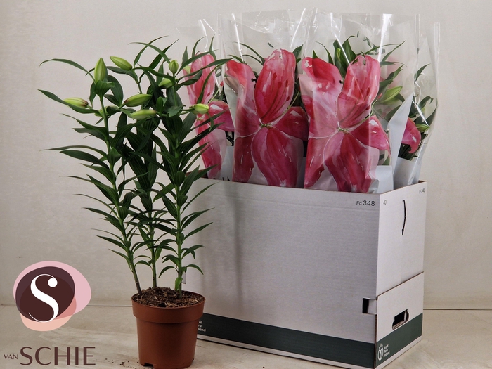 <h4>LIL OR ROSEL ESRA</h4>