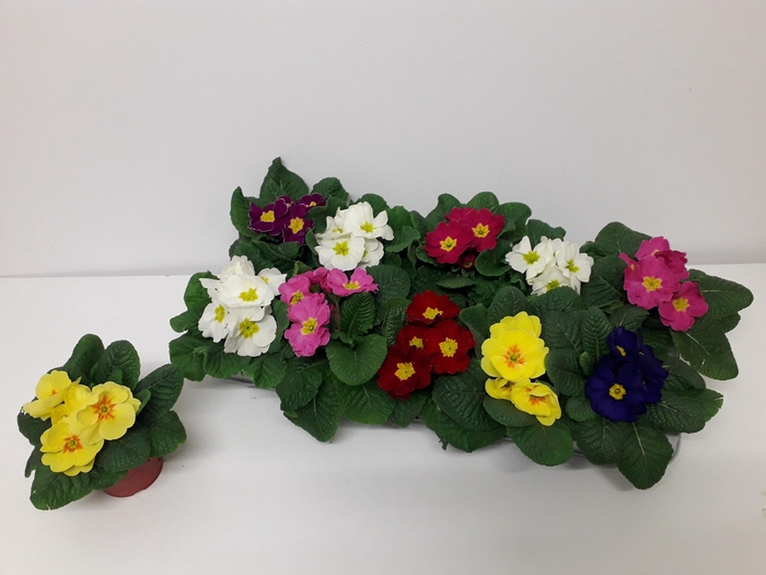 <h4>PRIM ACAULIS GEMENGD</h4>