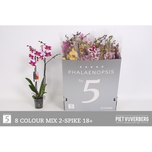 PHAL GEM 8 KL
