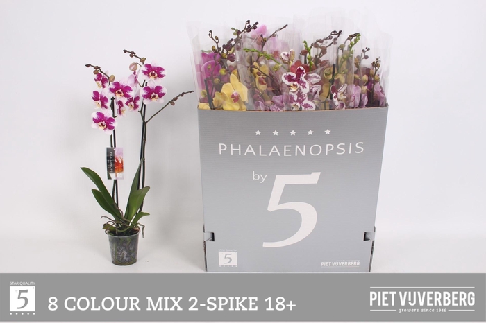 <h4>PHAL GEM 8 KL</h4>