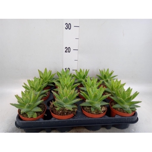Aloe brevifolia