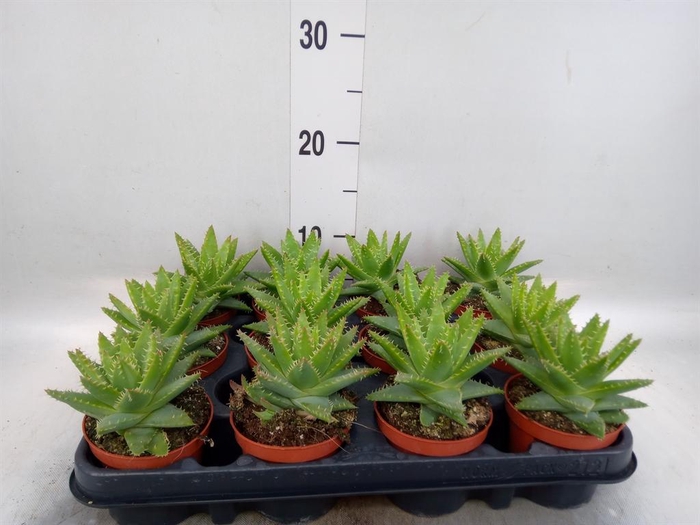 <h4>Aloe brevifolia</h4>