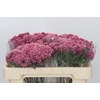 Ozothamnus Booming Pink