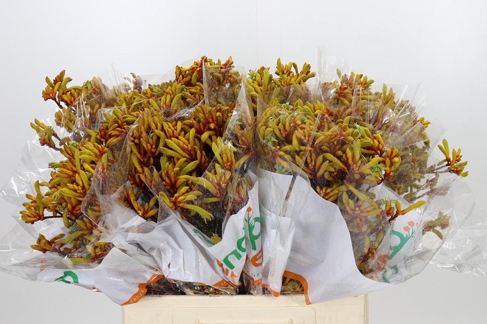 <h4>Anigozanthos Gold Fever</h4>