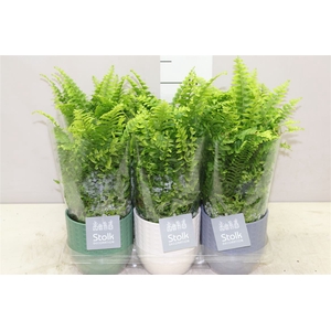 Nephrolepis Ex Vitale Expression Keramiek