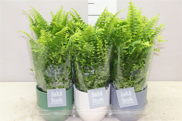 <h4>Nephrolepis Ex Vitale Expression Keramiek</h4>