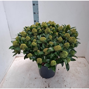White Globe 29cm 50+ bloem
