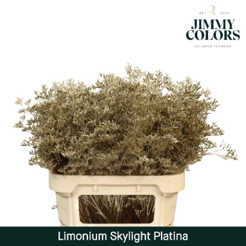 <h4>Limonium Skylight L80 Mtlc. Platina</h4>