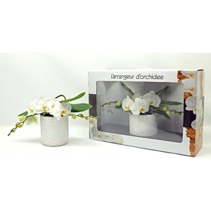 Phalaenopsis grootbloemig 2 tak wit AO 2-35 G, beperkt leverbaar
