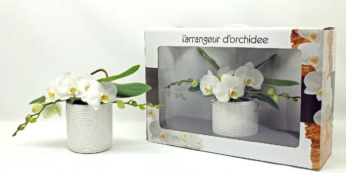 <h4>Phalaenopsis grootbloemig 2 tak wit AO 2-35 G, beperkt leverbaar</h4>