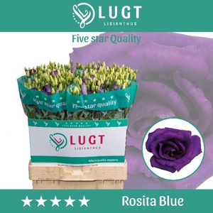 Lisianthus Rosita Blue