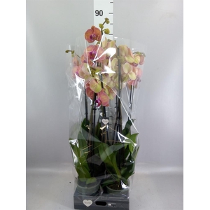 Phalaenopsis  'Golden Leopard'