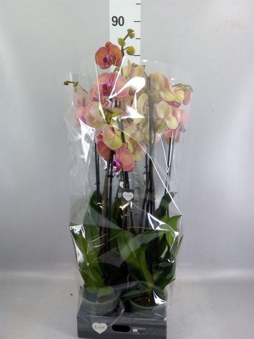 <h4>Phalaenopsis  'Golden Leopard'</h4>