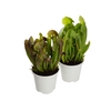 CARNIVORA SARRACENIA P11 VARIADO