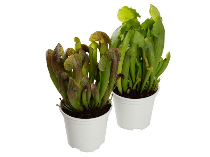 CARNIVORA SARRACENIA P11 VARIADO