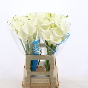Calla Pure Art