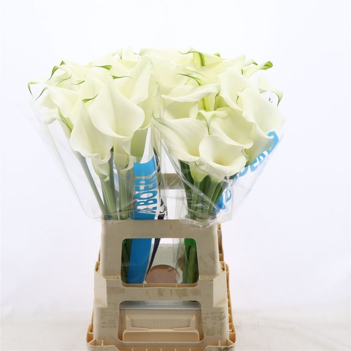 <h4>Calla Pure Art</h4>