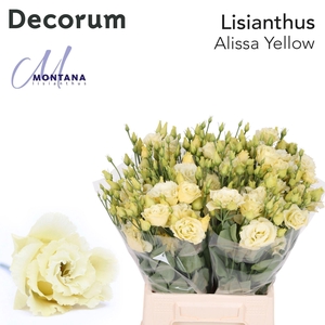 LIS G ALISSA YELLOW