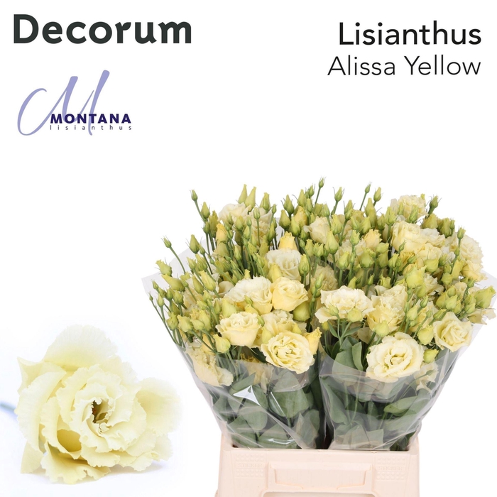 <h4>LIS G ALISSA YELLOW</h4>