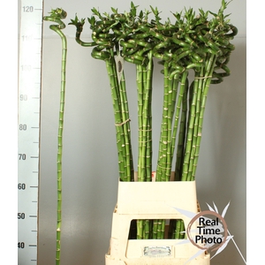 DRAC LUCKY BAMBOO