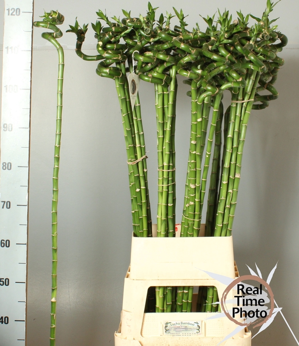 <h4>DRAC LUCKY BAMBOO</h4>
