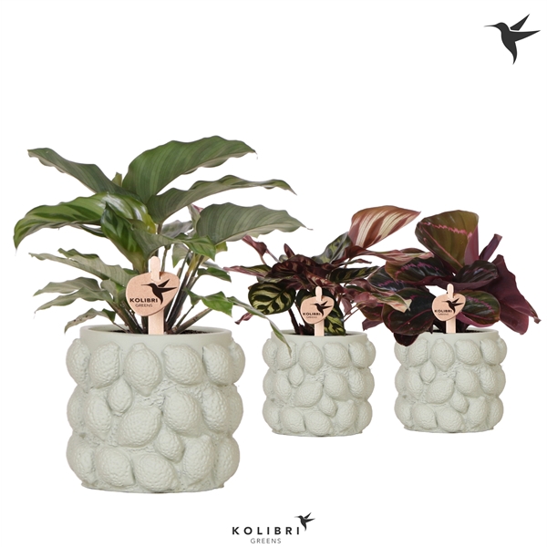 <h4>Kolibri Greens Calathea mix in Citrus pot green</h4>