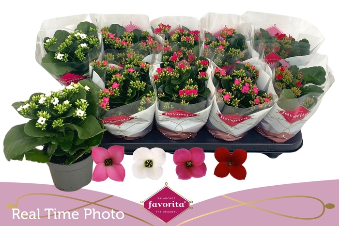 <h4>KAL EN GEM 4 KL</h4>