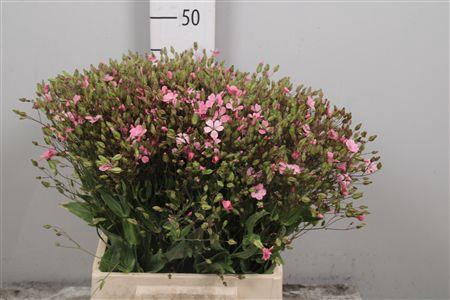 <h4>Saponaria Pink</h4>