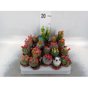Cactus   ...decorated
