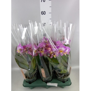 Phalaenopsis  'Spirit Pink'