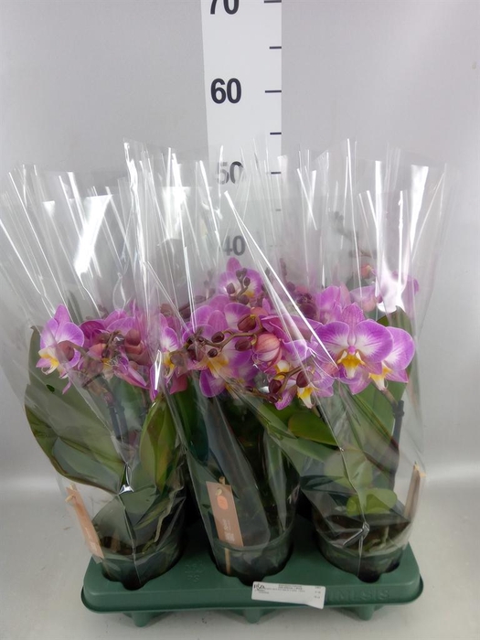 <h4>Phalaenopsis  'Spirit Pink'</h4>
