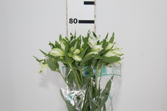 <h4>ALSTROEMERIA AKEMI 080 CM</h4>