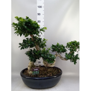 Ficus microcarpa 'Ginseng'
