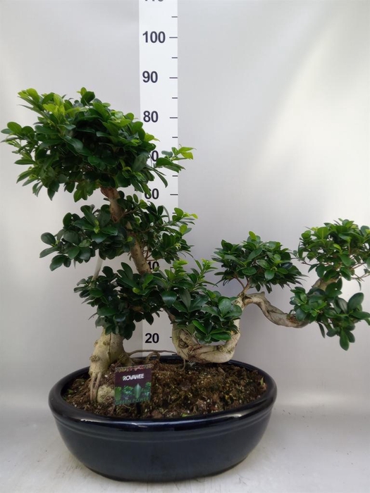 <h4>Ficus microcarpa 'Ginseng'</h4>