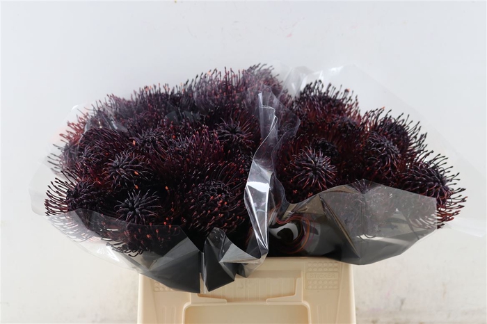 <h4>Leuco Klbh Aubergine</h4>