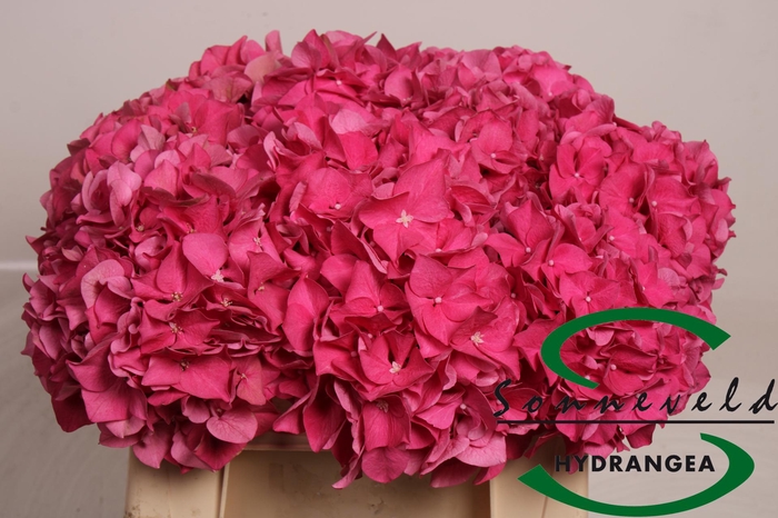 <h4>HYDR M CH RODEO RD</h4>