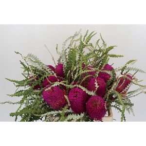 Banksia Speciosa Pink
