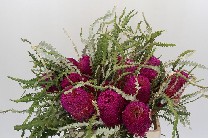 <h4>Banksia Speciosa Pink</h4>