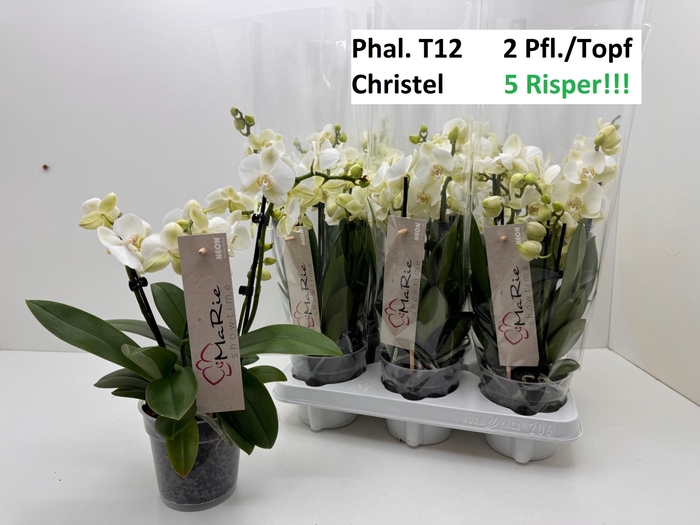 <h4>PHAL CHRISTEL 2</h4>