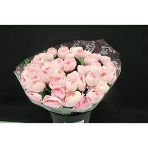 Cloni Super Hanoi Pink