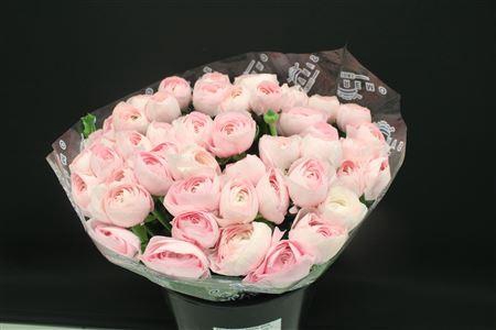 <h4>Cloni Super Hanoi Pink</h4>