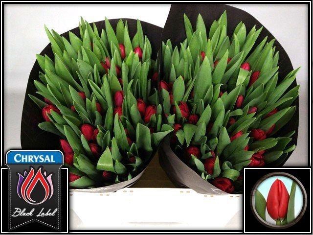 <h4>Tu En Make A Wish</h4>