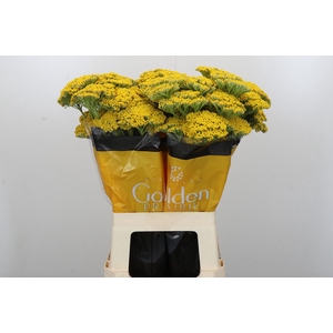 Achillea Golden Prairi