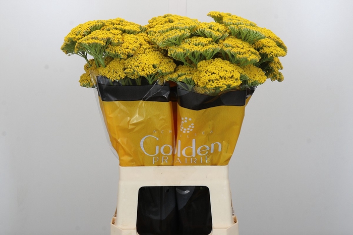 <h4>Achillea Golden Prairi</h4>