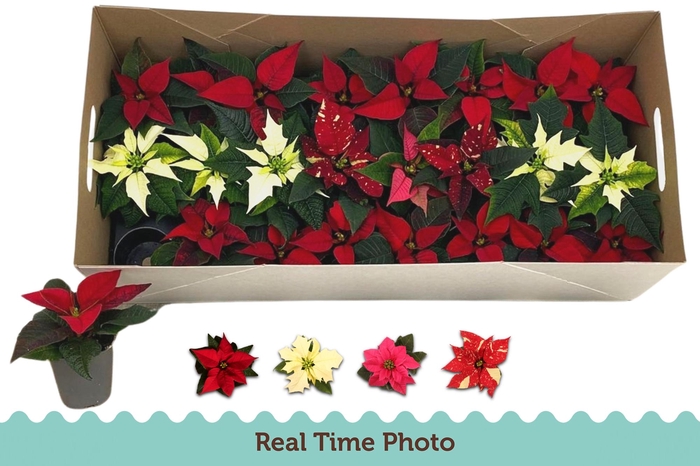 <h4>EUPHOR P GEM</h4>