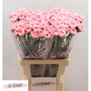 Di St Julia EMF