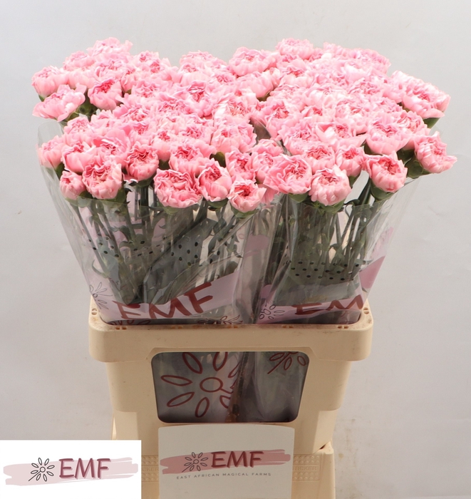 <h4>Di St Julia EMF</h4>