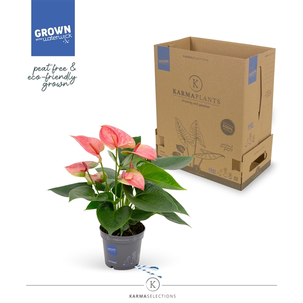 <h4>Mimesis Anthurium KARMA Pink - 9cm</h4>