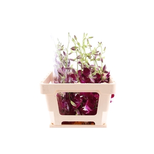 Dendro Redbull Xl Sg